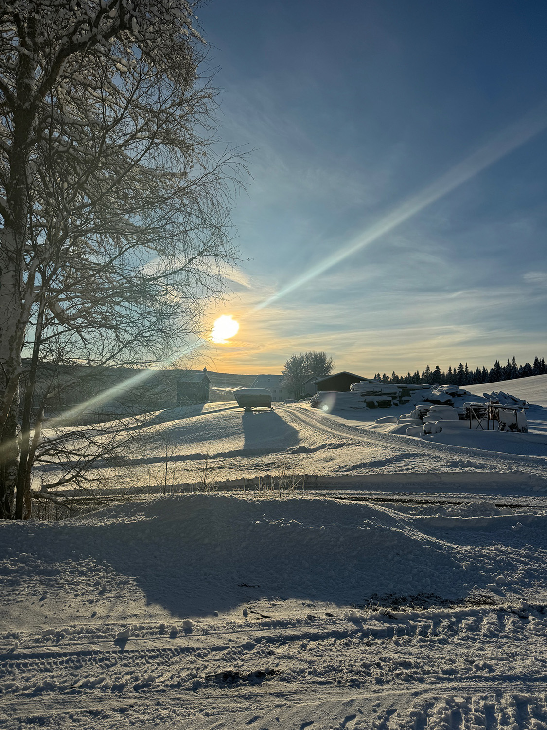 Blinking av trær i Trøndelag, november 2024. Foto: Glenn Løken